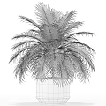 Lush Green Palm Potted Plant With Black Planter And Fresh Foliage