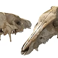 Anatomical Skull Models As Medical Devices For Educational Teaching And Training Purposes