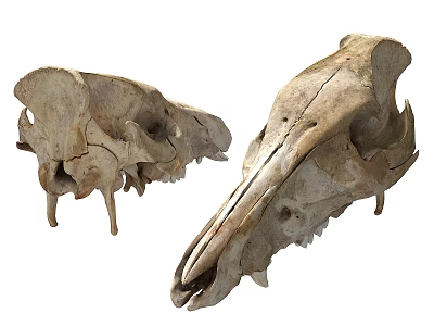 Modern Bone Animal Skull 3d model Modern Bone Animal Skull 3d model