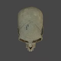 Human Skull Frontal View With Anatomical Bone Details And Visible Teeth 3d model