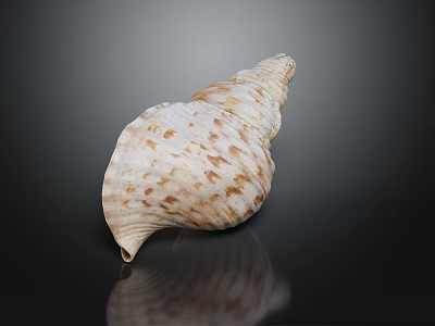 Conch With White And Brown Spotted Shell On Black Background With Reflection 3d model