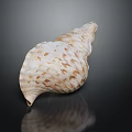 Conch With White And Brown Spotted Shell On Black Background With Reflection 3d model