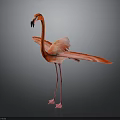 Graceful Red Flamingo Standing With Spread Wings Against Black Background