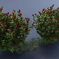 Lush Shrubs With Green And Red Leaves Against Gray Background And Ground Cover Plants