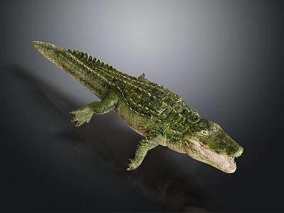 Green Crocodile With Scaly Skin Open Mouth And Detailed Texture On Gray Background 3d model