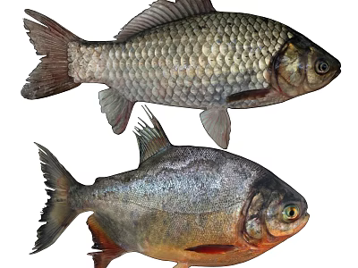 Two Aquatic Fish With Scaly Bodies Shiny Fins And Distinct Colors 3d model
