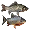 Two Aquatic Fish With Scaly Bodies Shiny Fins And Distinct Colors