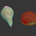 Light Brown Spiral Conch and Orange Red Striped Scallop on Black Background with Reflections
