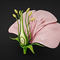 3D Model Of Flower Internal Structure With Pink Petals Green Pistil And Yellow Anthers
