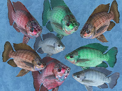 Vibrant Multi Colored Aquarium Fish with Red Green Brown Silver Hues Swimming in Blue Water 3d model