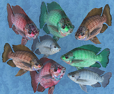 Modern Fish 3d model