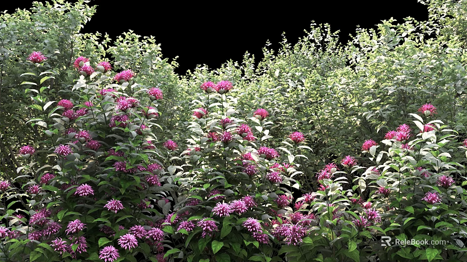 Vibrant Garden Shrubs With Purple Flowers And Lush Green Leaves 3d model 