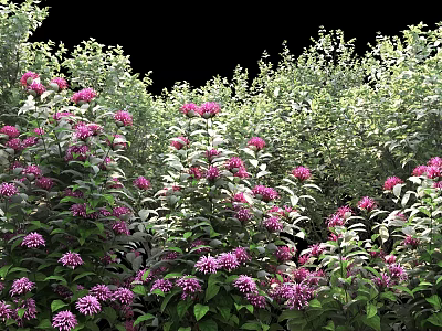 Vibrant Garden Shrubs With Purple Flowers And Lush Green Leaves 3d model