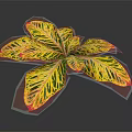 Variegated Foliage Plant Showcasing Broad Yellow Green Leaves with Red Edges on Dark Background