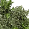 Dense Green Shrubs With Lush Palm Leaves And Fresh Grasses In Garden