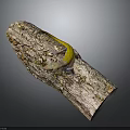 Vibrant yellow lizard perched on rough weathered tree bark in natural outdoor setting