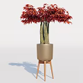 Red Maple Leaf Plant With Multiple Trunks In Brown Pot On Wooden Tripod Stand