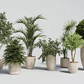 Various Bonsai Potted Plants With Green Foliage in Decorative Ceramic Pots