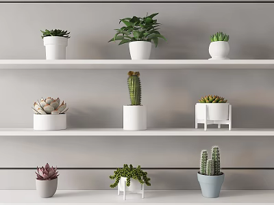 Bonsai and Potted Plants in White Pots on Shelves with Succulents Cacti 3d model