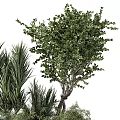 Lush Green Bonsai Potted Plant With Tree Shaped Design And Small Foliage Plants