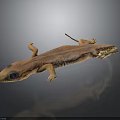 Brown Salamander With Long Body Large Eyes And Small Limbs On Black Background