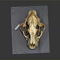 Detailed Animal Skull Specimen With Natural Texture On Gray Platform Surface