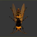 Yellow and Black Hornet with Red Eyes Orange Wings Detailed 3D Render Dark Background Reflection
