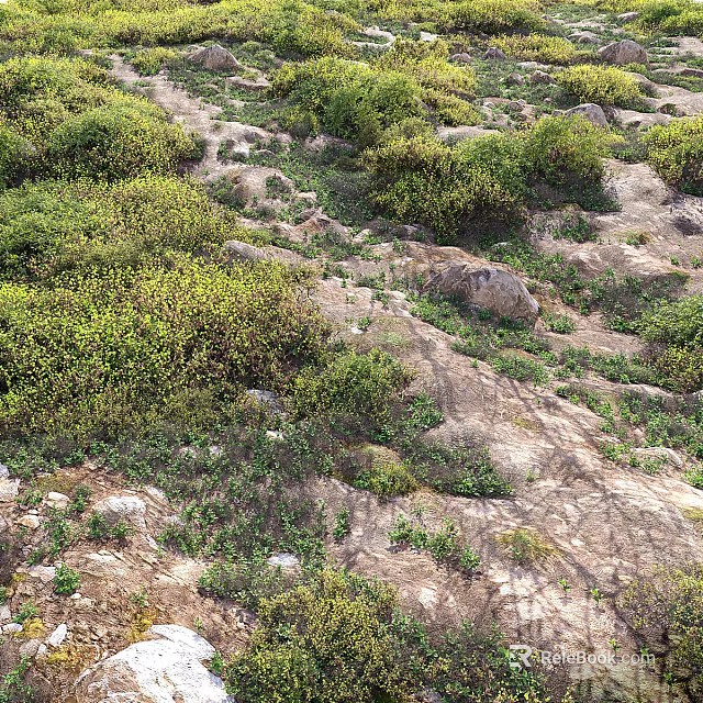 Ground Cover Plants Growing Among Rocks In Natural Outdoor Landscape 3d model 