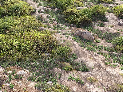 Ground Cover Plants Growing Among Rocks In Natural Outdoor Landscape 3d model