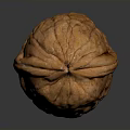 Single Natural Walnut With Brown Rough Textured Shell On White Background 3d model