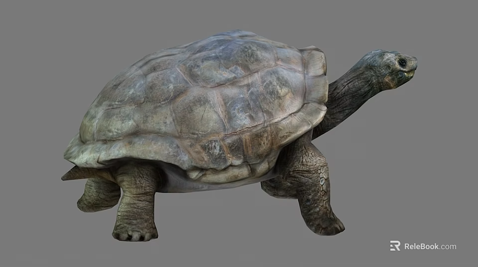Reptile Turtle With Textured Hard Shell Long Neck Strong Legs And Slow Movement 3d model
