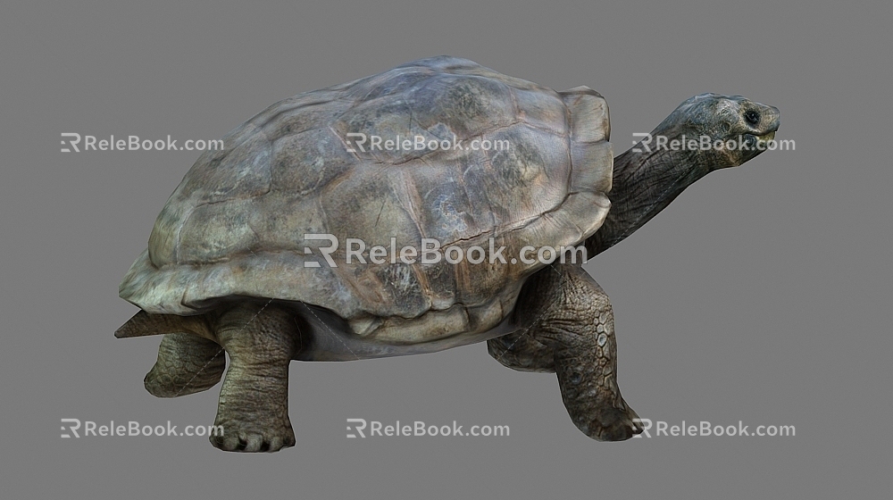 Giant Tortoise 3d model