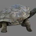 Reptile Turtle With Textured Hard Shell Long Neck Strong Legs And Slow Movement 3d model