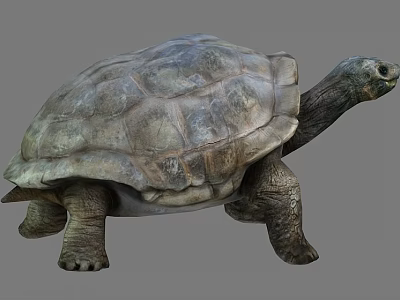 Reptile Turtle With Textured Hard Shell Long Neck Strong Legs And Slow Movement 3d model