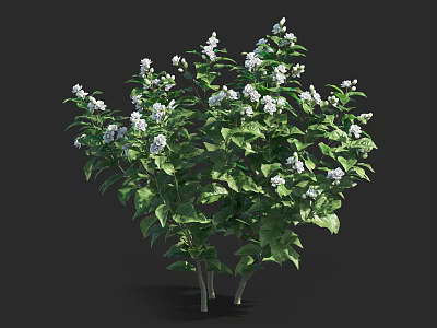 Lush Green Plant With Small White Flowers And Dense Leaves Against Black Background 3d model