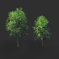Realistic Botanical Painting Featuring Two Trees With Green Leaves And Brown Trunks On Black Background