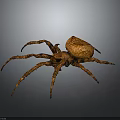 Brown Spider With Large Body And Textured Legs On Gray Gradient Background