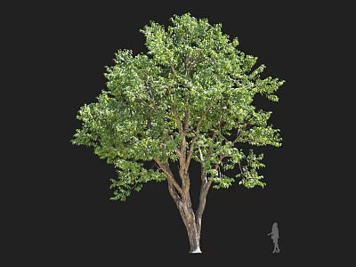 Cornus officinalis Maoguan Tree Roadside Trees Street Trees Community Greening Landscape Trees Landscaping Ornamental Trees 3d model