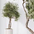 Lush Green Olive Trees In White Ceramic Pots With Twisted Trunks And Foliage