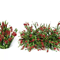Decorative Shrubs With Green Leaves And Red Flowers For Home Decoration