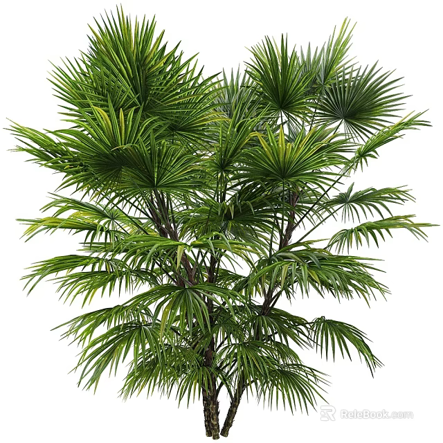 Lush Green Tropical Palm Tree With Vibrant Leaves And Multiple Branches 3d model 