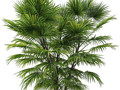 Lush Green Tropical Palm Tree With Vibrant Leaves And Multiple Branches 3d model