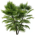 Lush Green Tropical Palm Tree With Vibrant Leaves And Multiple Branches