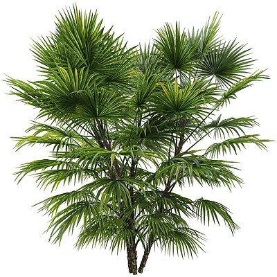 Lush Green Tropical Palm Tree With Vibrant Leaves And Multiple Branches 3d model