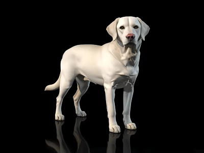 Isolated Adorable White Labrador Retriever Standing on Black Background with Reflection 3d model
