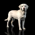 Isolated Adorable White Labrador Retriever Standing on Black Background with Reflection