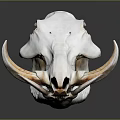 Animal Skull Display With Curved Horns And Detailed Skeletal Structure On Dark Background