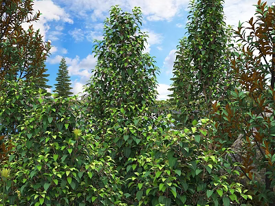 Lush Green Bushes With Dense Foliage Growing Tall Against Blue Sky And Trees 3d model