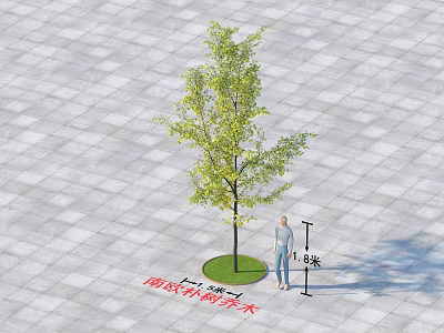 Poplar Tree 8 Meters Tall With 5 Square Meters Area And Person Standing Nearby 3d model