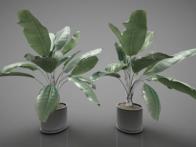 Potted Plants with Lush Green Leaves in Gray Pots for Indoor Home Decoration 3d model